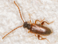 Euglenes occulatus